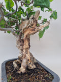 Bonsai krul hazelaar