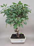 Bonsai Malus evereste