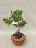 Bonsaï Pinus thunbergii