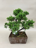 Bonsai Juniperus chinensis itoigawa