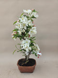 Bonsai Malus evereste