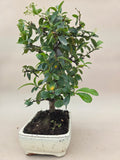 Bonsai Feuerdorn orange Beere