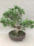 Bonsai Olijf