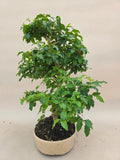 Bonsai Liguster
