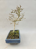 Bonsai Premna japonica