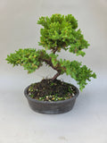Bonsai Juniperus procumbens nana