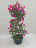 Bonsai Azalee no shi kagayaki