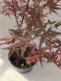 acer palmatum hime shojo