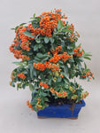 Bonsai Vuurdoorn oranje bes