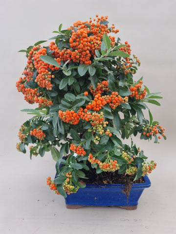 Bonsai Vuurdoorn oranje bes