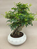 Bonsai Fraxinus