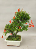 Bonsaï Punica granatum