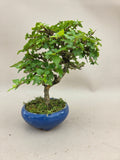 Bonsaï Premna japonica shohin