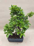 Bonsai Vuurdoorn oranje bes