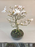 Bonsaï magnolia étoilé