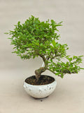 Bonsai liguster
