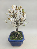 Bonsai Prunus tomentosa