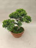 Bonsai Juniperus chinensis