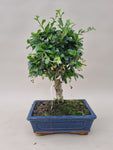 Bonsai carmona