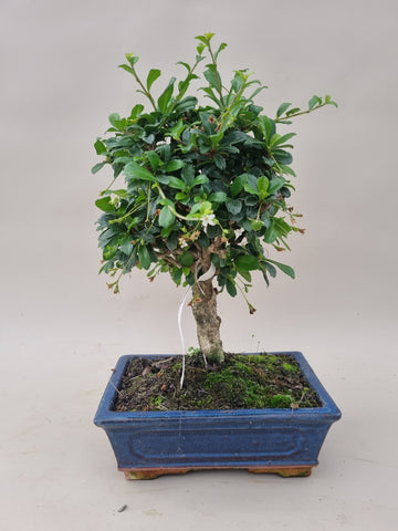 Bonsai carmona