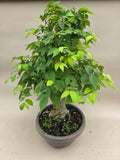 Bonsai Zelkova seratta