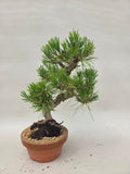 Bonsaï Pinus thunbergii