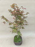 Bonsai Acer palm. Deshojo dubbel stam