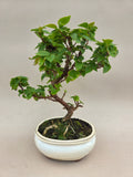 Bonsai-Bougainvillea