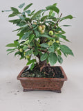 Bonsai Malus evereste