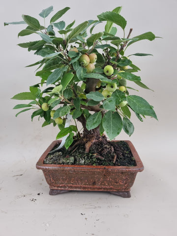 Bonsai Malus evereste