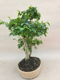 Bonsai Liguster