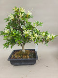 Bonsai Azalea zenbazuru