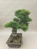 Bonsai Pinus parviflora