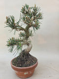 Bonsai Pinus thunbergii