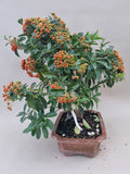 Bonsai Vuurdoorn oranje bes