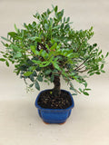 Bonsai pistace