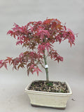 Bonsai Acer palm. Deshojo