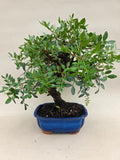 Bonsai pistace