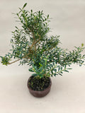 Bonsai buxus harlandi