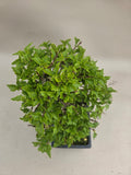 Bonsai Premna japonica