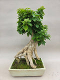 Bonsai-Bougainvillea