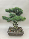 Bonsai Pinus parviflora