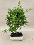 Bonsai Feuerdorn orange Beere