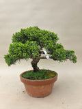Bonsai Juniperus chinensis
