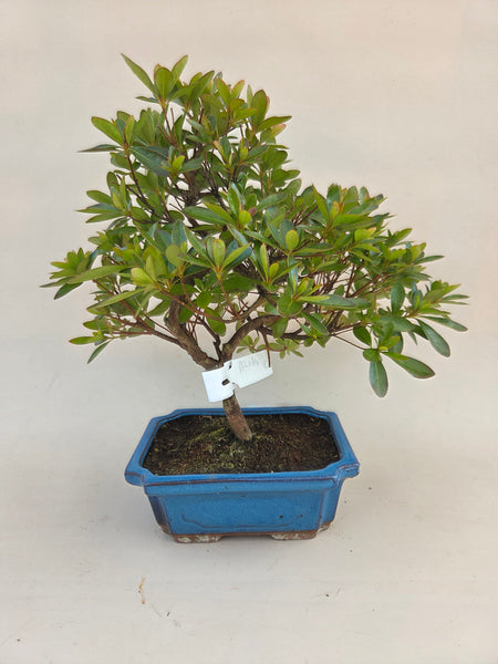 Bonsai-Azalee – Bonsai winkel