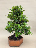 Bonsaï Pyracantha à baies oranges