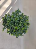 Bonsai Feuerdorn orange Beere