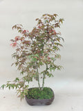 Bonsai Acer palm. Deshojo dubbel stam