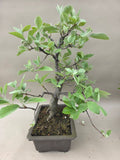 Bonsai-Ebereschen