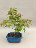 Acer palm. Deshojo